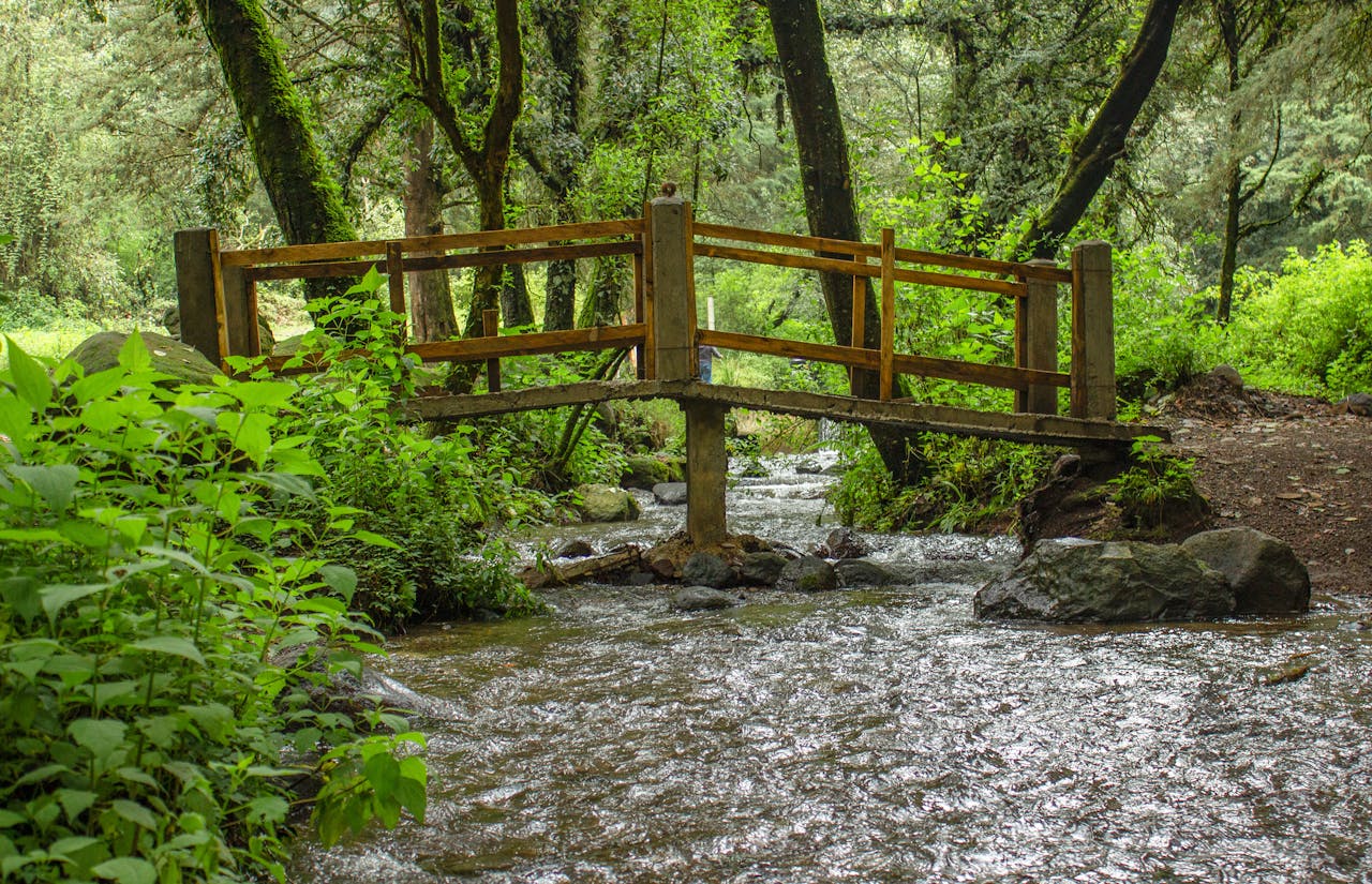 A tranquil forest scene featuring a wooden bridge over a gentle stream.